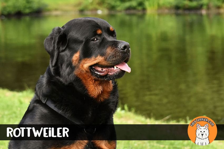 rottweiler