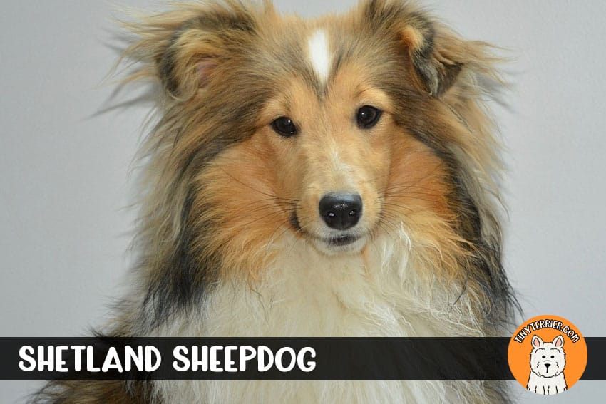 shetland sheepdog