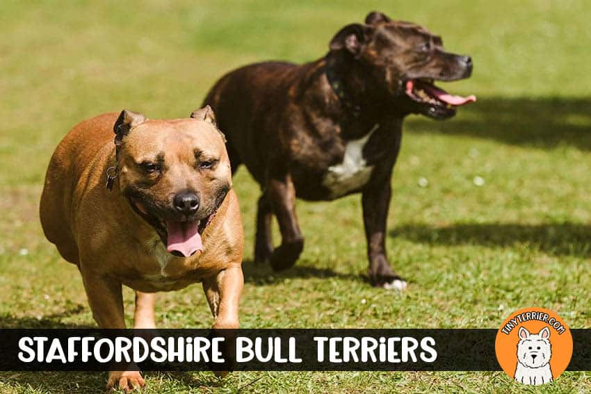 staffordshire bull terriers