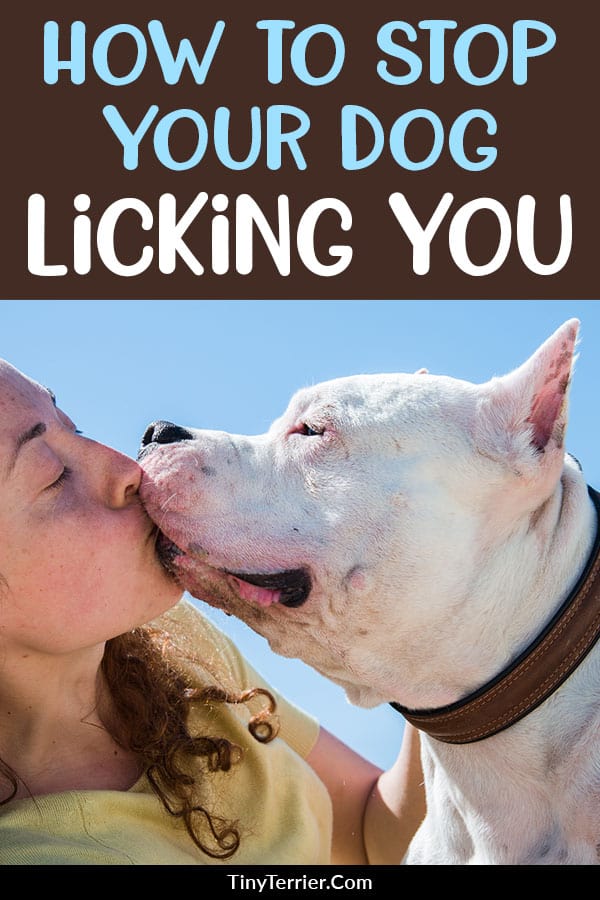 How Do I Get My Dog to Stop Licking Me?