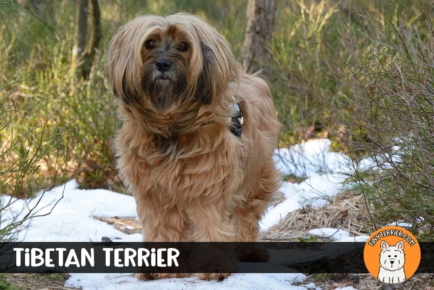 tibetan terrier