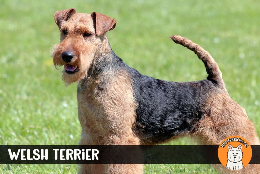 welsh terrier