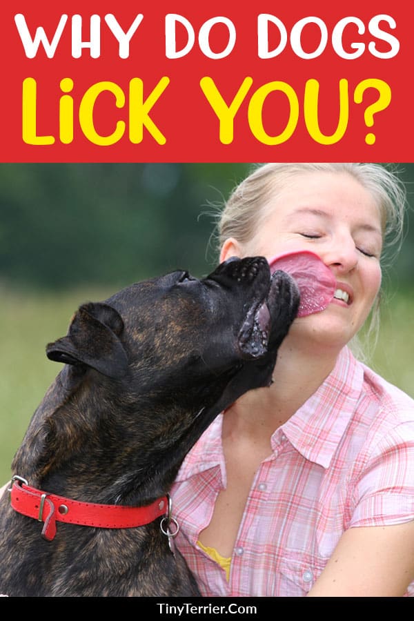 Why do Dogs Lick you? Top 5 Reasons for Dog Licking