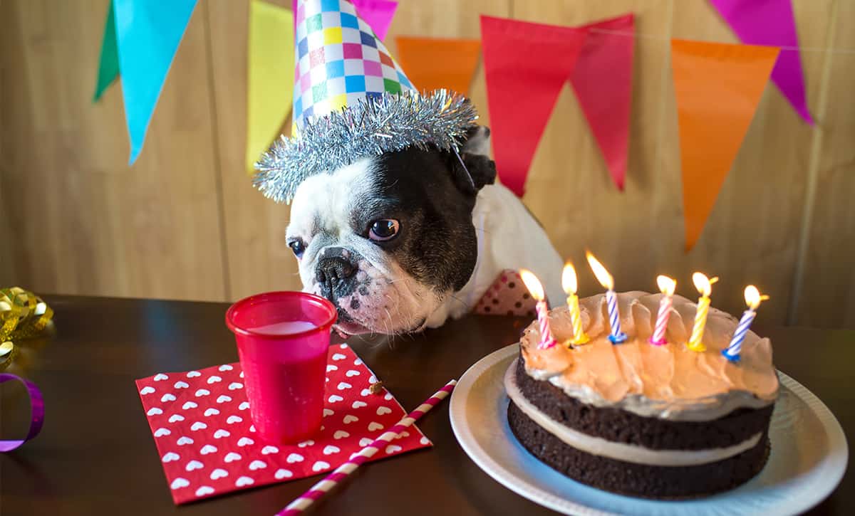 The Best Pupcake Recipes for Dog Birthday Cakes