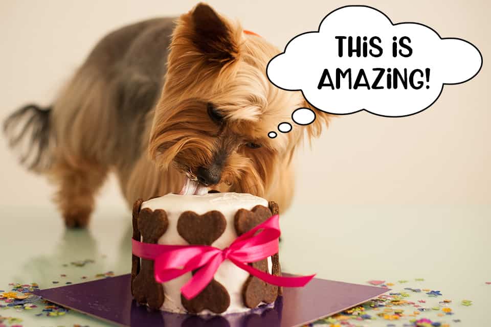 Dog eating a birthday cake