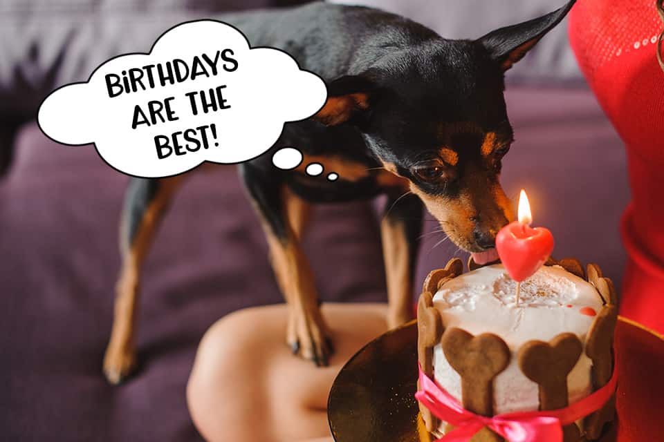 Minpin dog eating a birthday cake for dogs. He loves his pupcake!